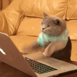 gatito 1