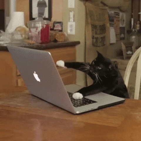 gatito 3